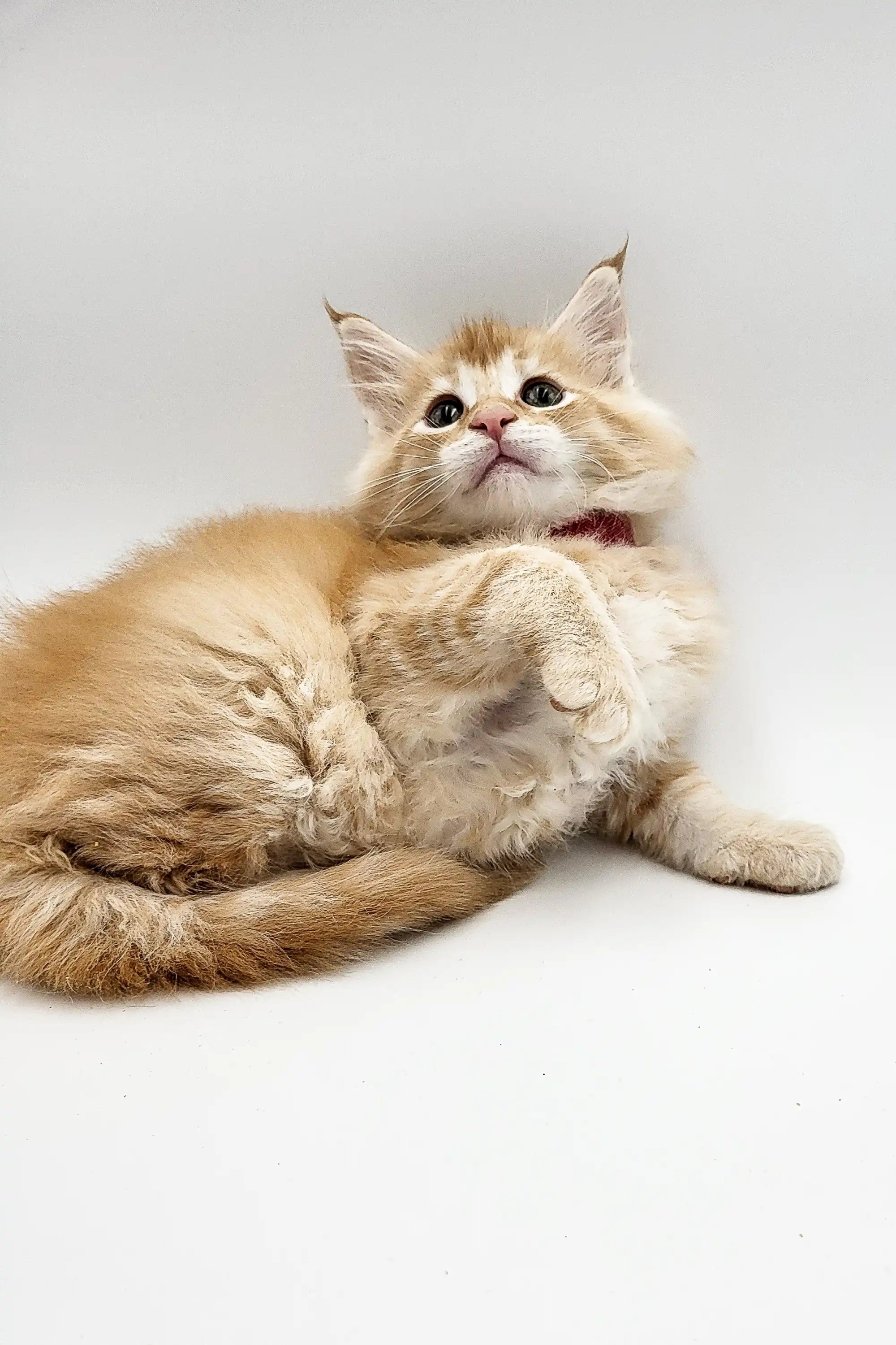 Maine Coon Kittens for Sale Quilt | Kitten