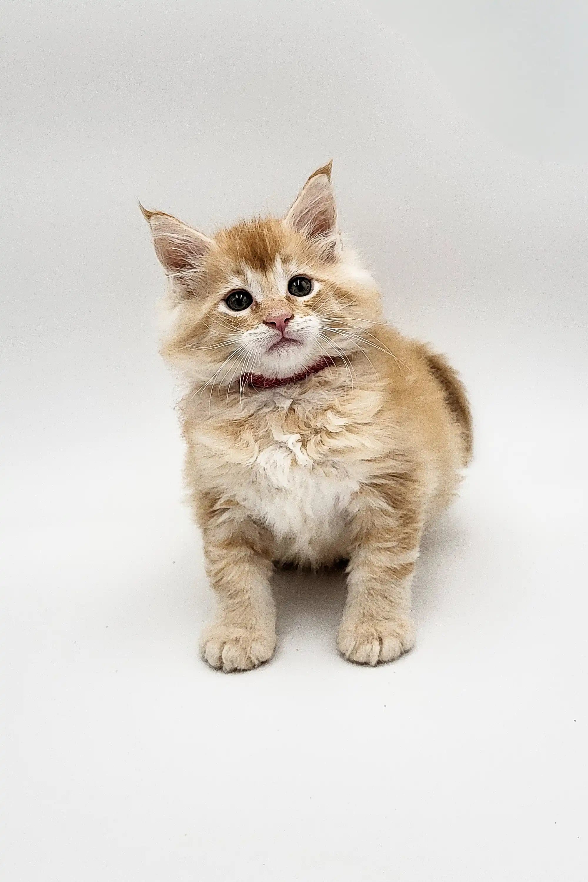 Maine Coon Kittens for Sale Quilt | Kitten