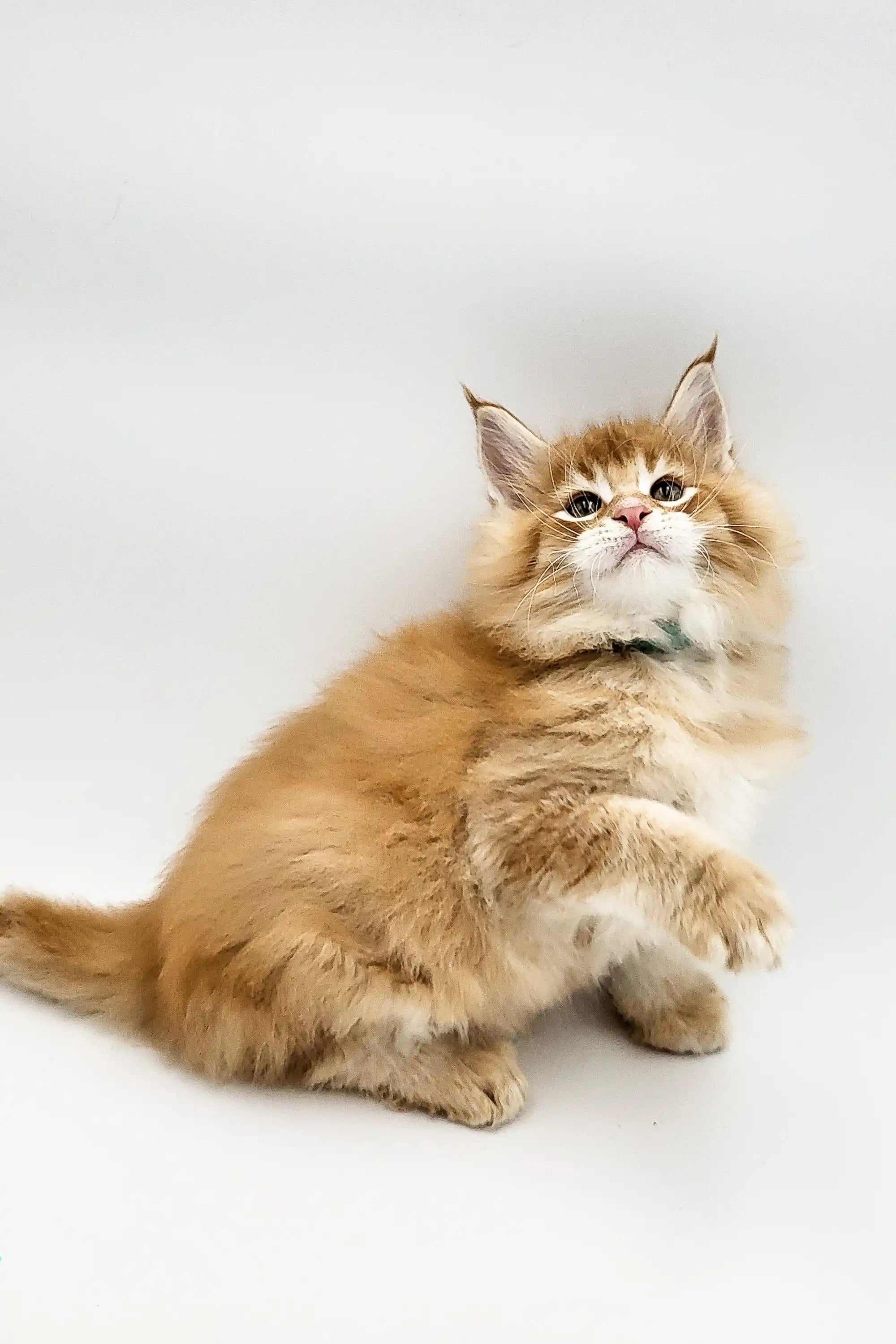Maine Coon Kittens for Sale Quince | Kitten