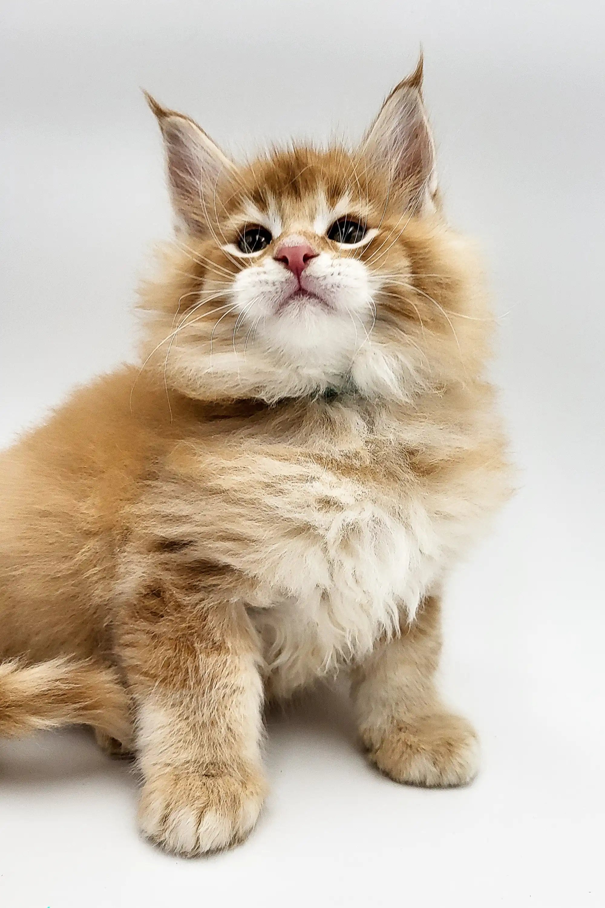 Maine Coon Kittens for Sale Quince | Kitten
