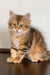 Quince | siberian kitten