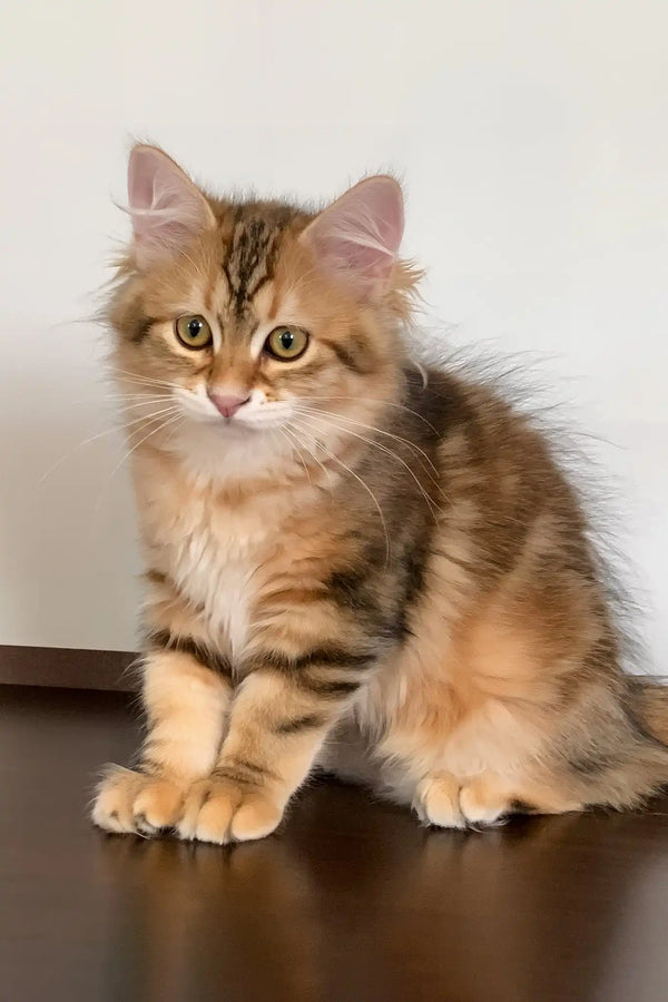 Quince | siberian kitten