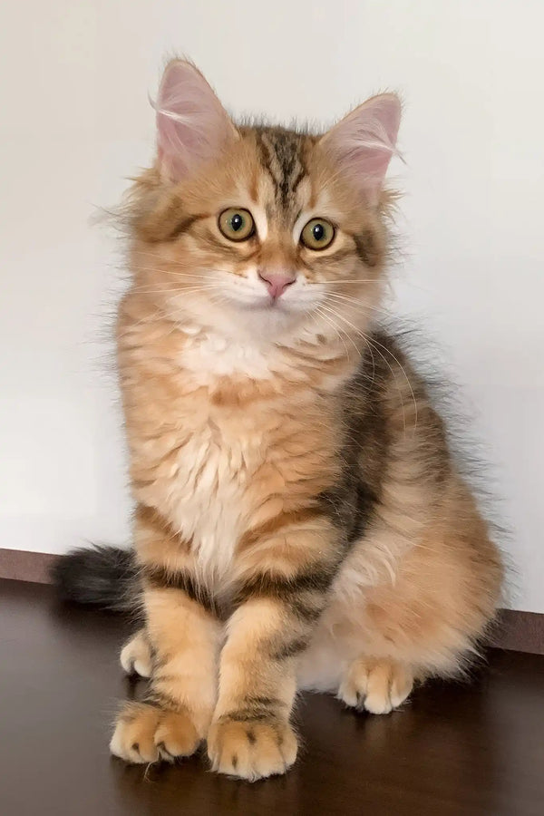 Quince | siberian kitten