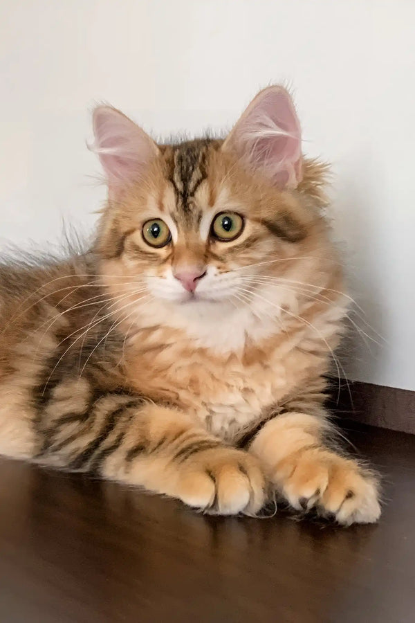 Quince | siberian kitten