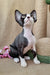 Playful black and white Devon Rex cat featured in Quincy | Devon Rex Kitten product