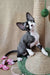 Cute black and white Devon Rex cat in the Quincy Devon Rex Kitten product