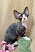 Black and white Devon Rex cat in Quincy, the adorable Devon Rex kitten product