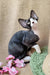 Black and white Cornish Rex cat featured in Quincy Devon Rex Kitten product