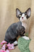 Cute black and white Cornish Rex cat featured in Quincy Devon Rex Kitten product