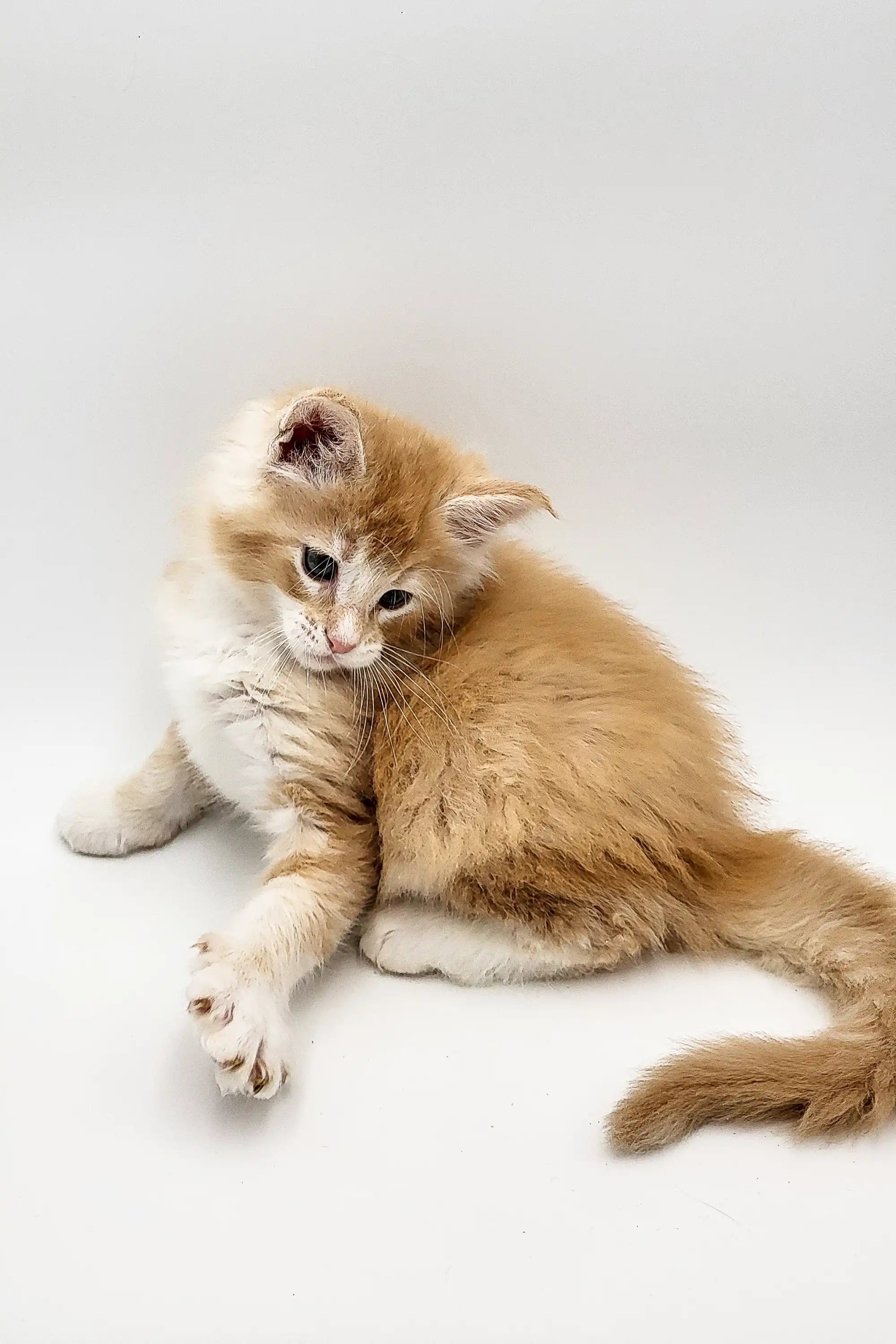 Maine Coon Kittens for Sale Quintin | Kitten