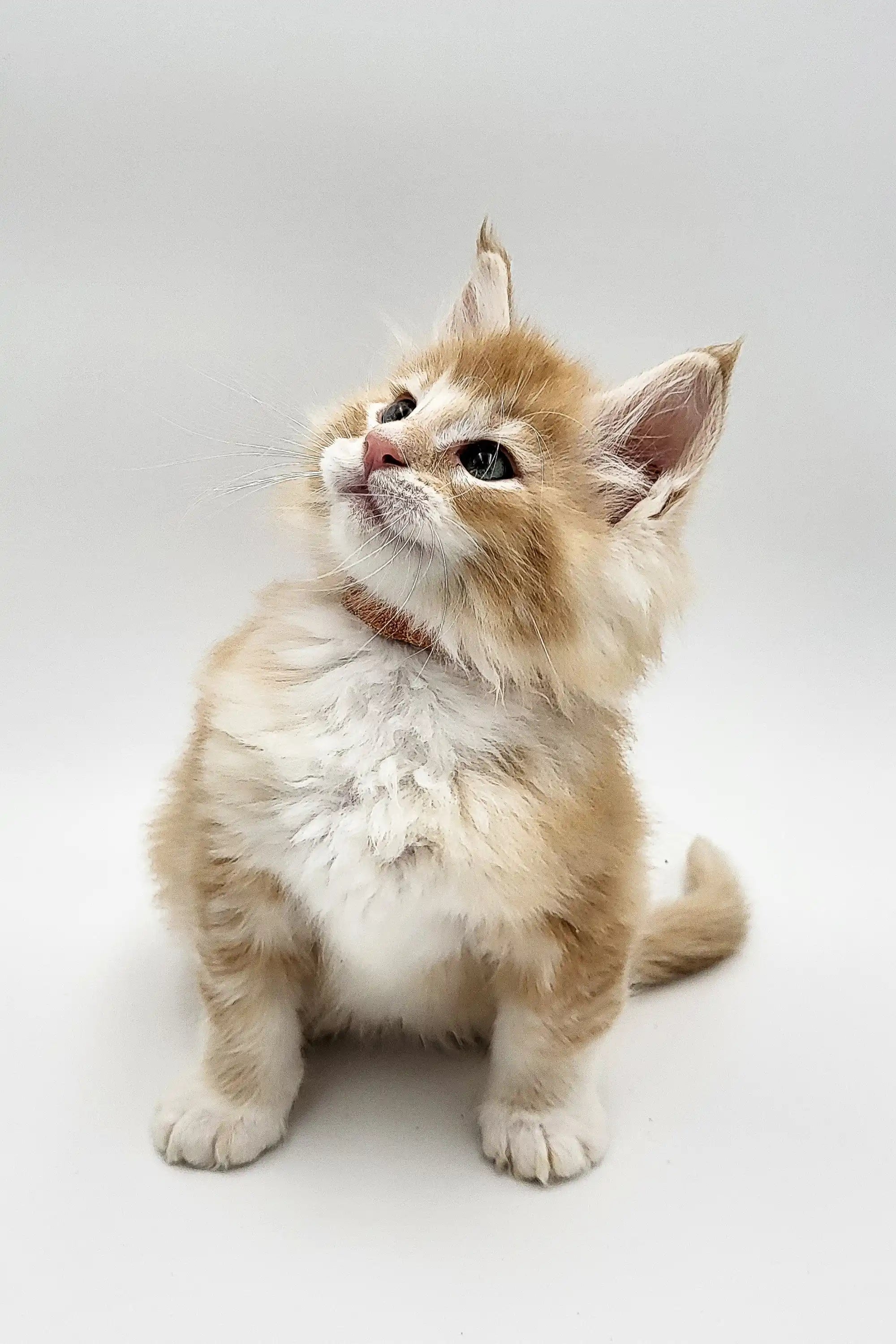 Maine Coon Kittens for Sale Quintin | Kitten
