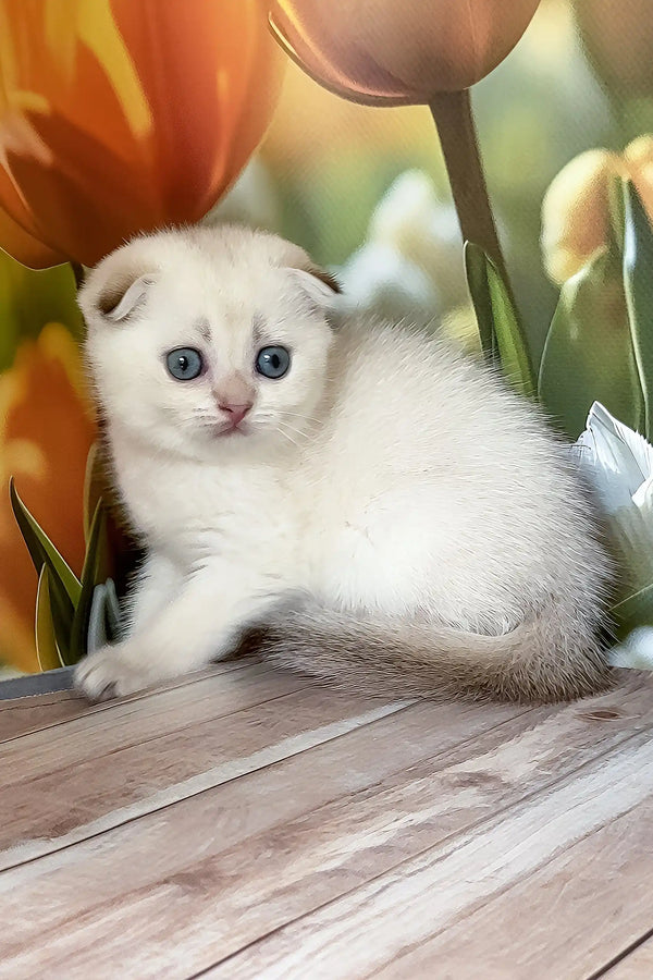 Quinton | scottish fold kitten