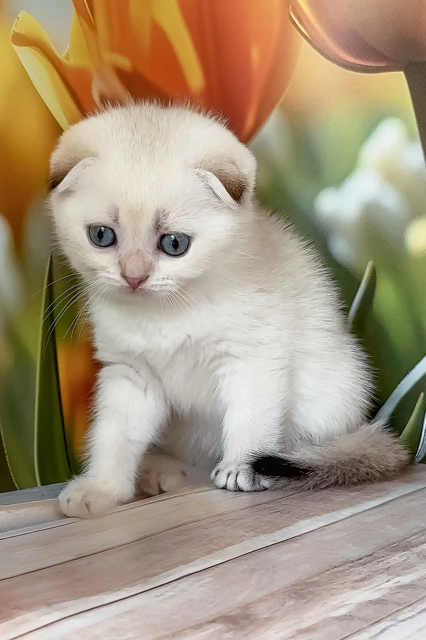 Quinton | scottish fold kitten