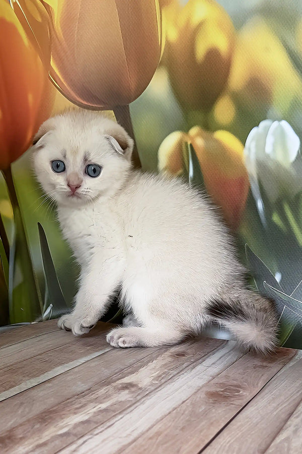 Quinton | scottish fold kitten