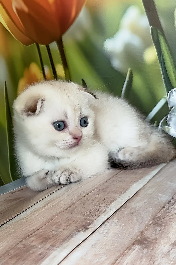 Quinton | scottish fold kitten