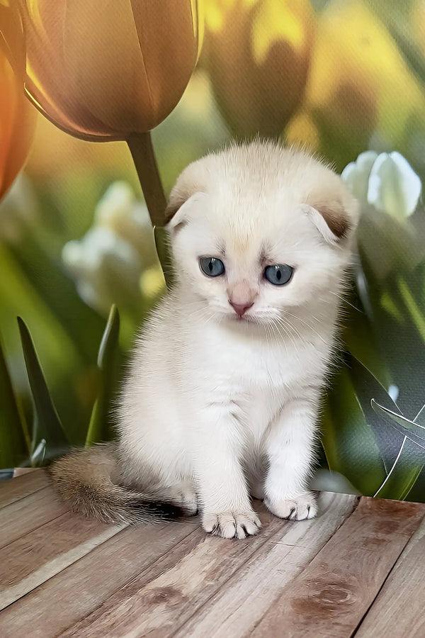 Quinton | scottish fold kitten