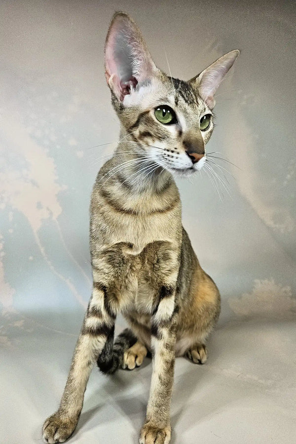 Quiqui | oriental shorthair kitten