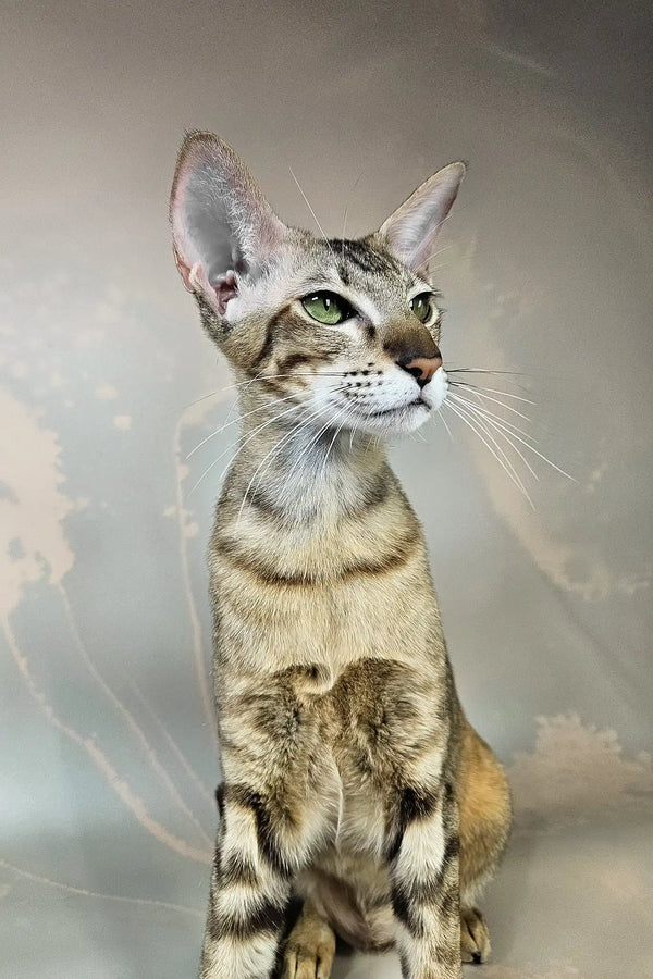 Quiqui | oriental shorthair kitten