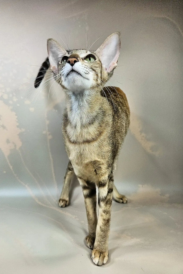 Quiqui | oriental shorthair kitten