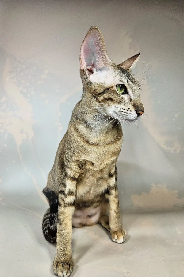 Quiqui | oriental shorthair kitten