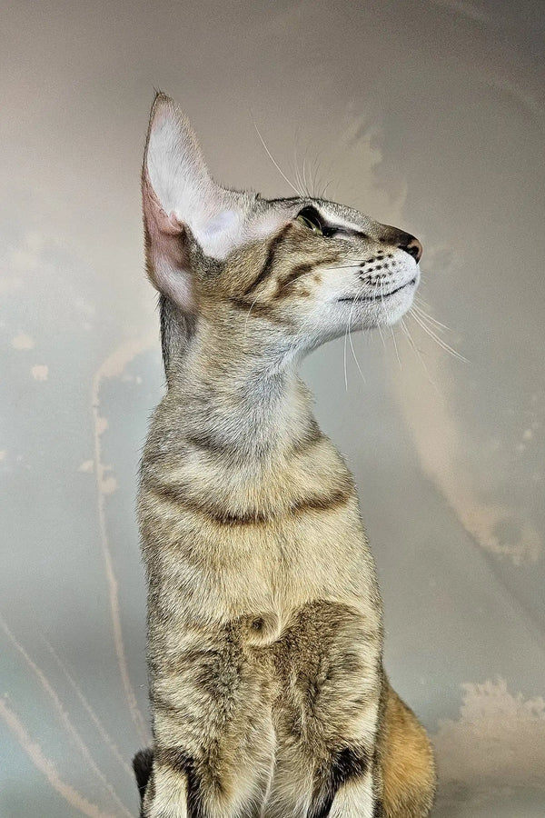 Quiqui | oriental shorthair kitten