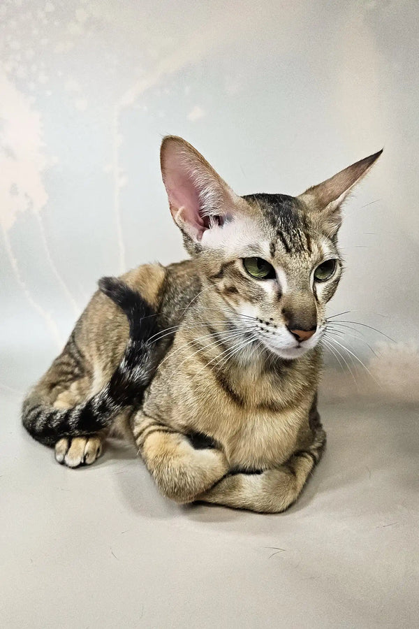 Quiqui | oriental shorthair kitten