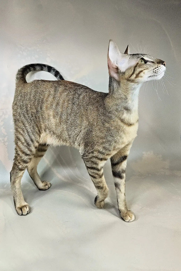 Quiqui | oriental shorthair kitten