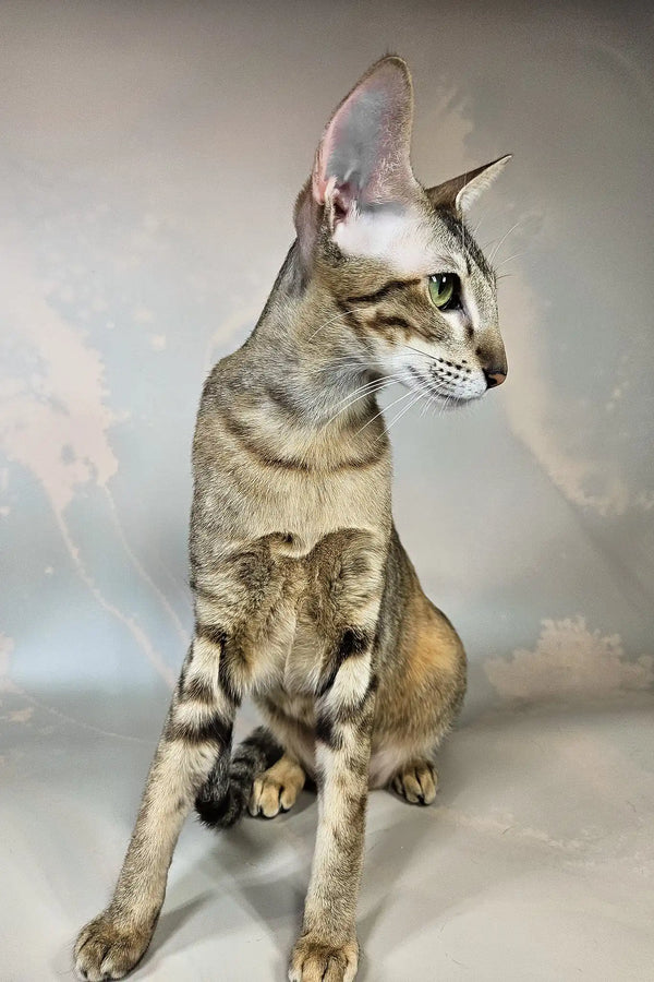 Quiqui | oriental shorthair kitten