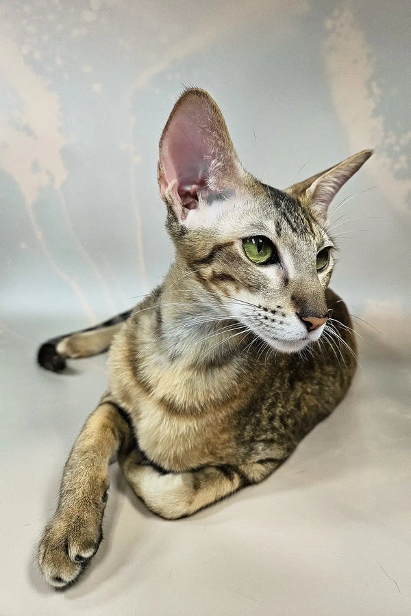 Quiqui | oriental shorthair kitten