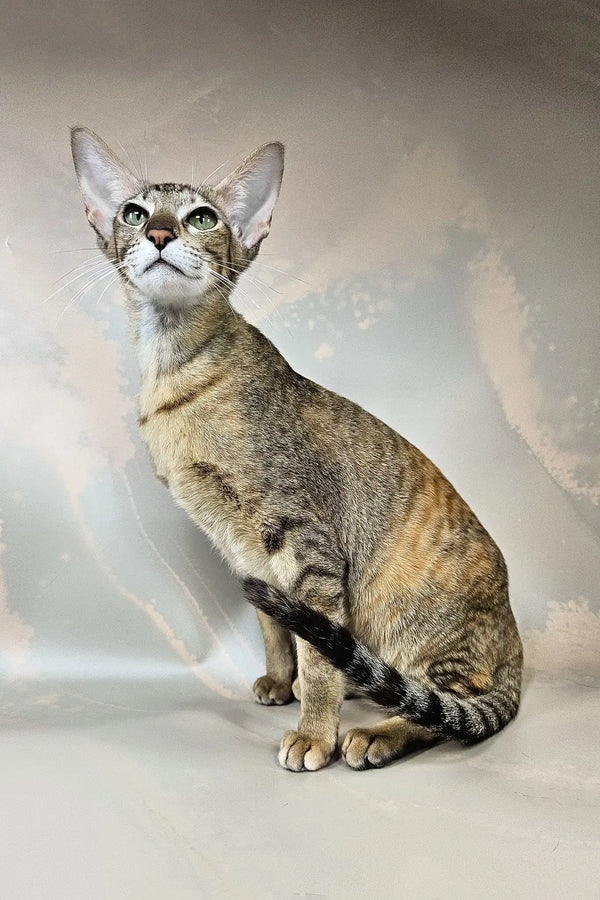 Quiqui | oriental shorthair kitten