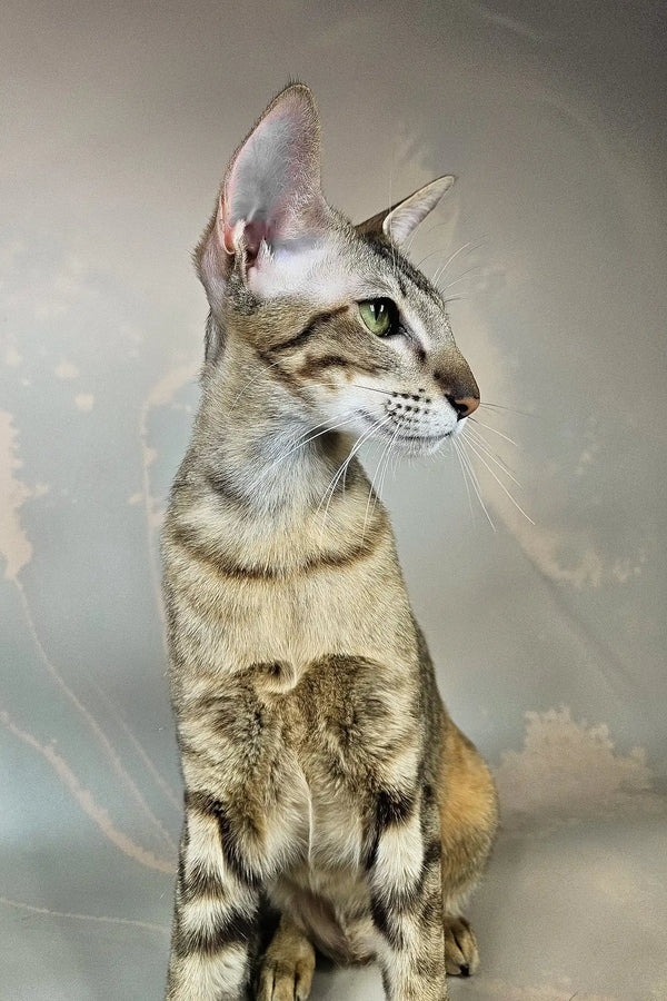 Quiqui | oriental shorthair kitten