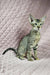 Oriental Shorthair kitten Quiqui with tabby markings and big pointed ears