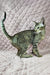 Gray tabby cat with green eyes and stripes in Quiqui Oriental Shorthair Kitten product