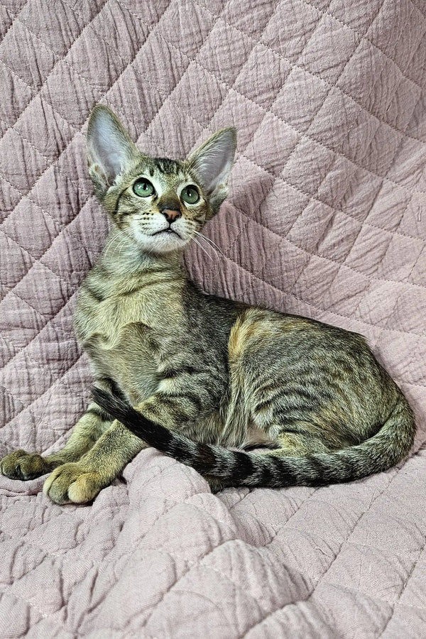 Striped tabby cat with green eyes lounging on soft quilted fabric in Quiqui product