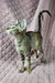 Tabby cat with stripes standing alert, showcasing the charm of Quiqui Oriental Shorthair Kitten