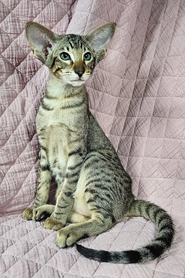 Oriental Shorthair kitten with striped grey markings and big ears in Quirky product