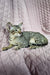 Grey tabby cat relaxing on a cozy quilted fabric, perfect for Quirky lovers