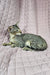 Grey tabby cat relaxing on a cozy quilted surface with Quirky Oriental Shorthair Kitten