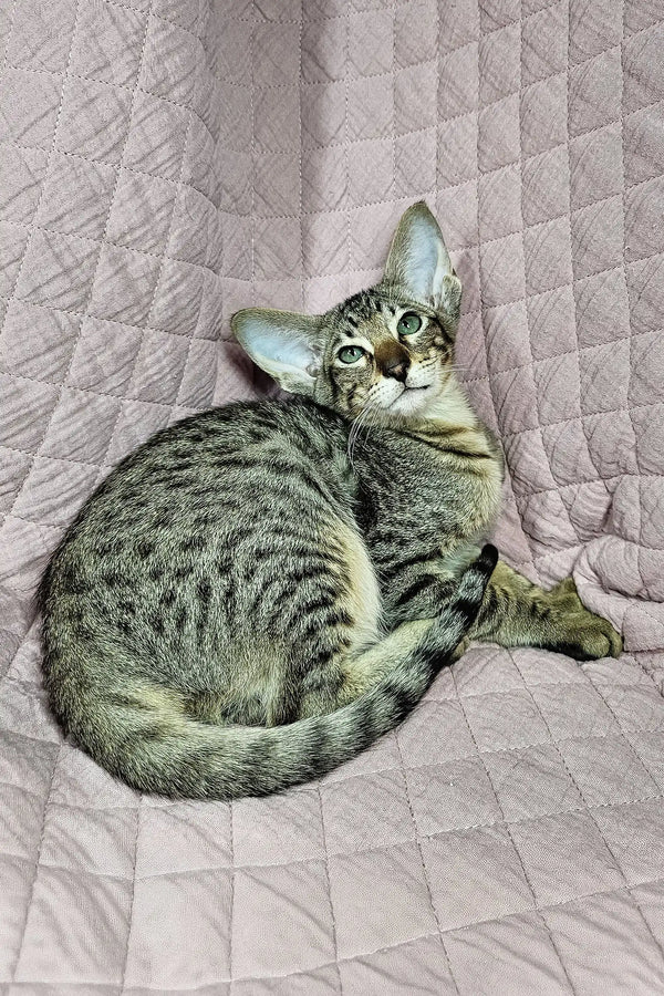 Striped tabby cat with pointed ears cozied up on a quilted surface