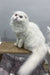 Fluffy white Scottish Fold cat featured in Quistell Scottish Fold Longhair Kitten product