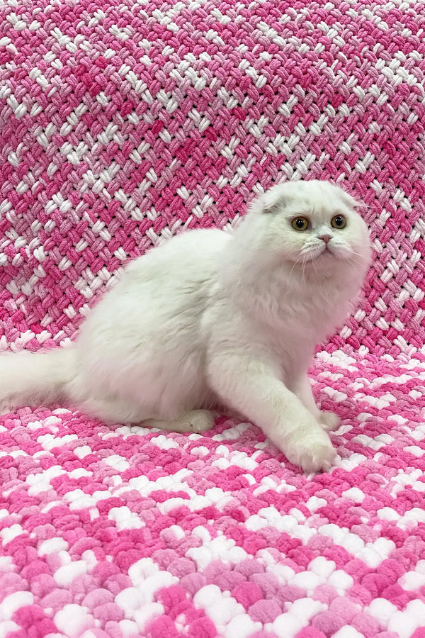 Quistell | scottish fold longhair kitten
