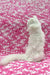 Quistell | scottish fold longhair kitten