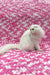 Quistell | scottish fold longhair kitten