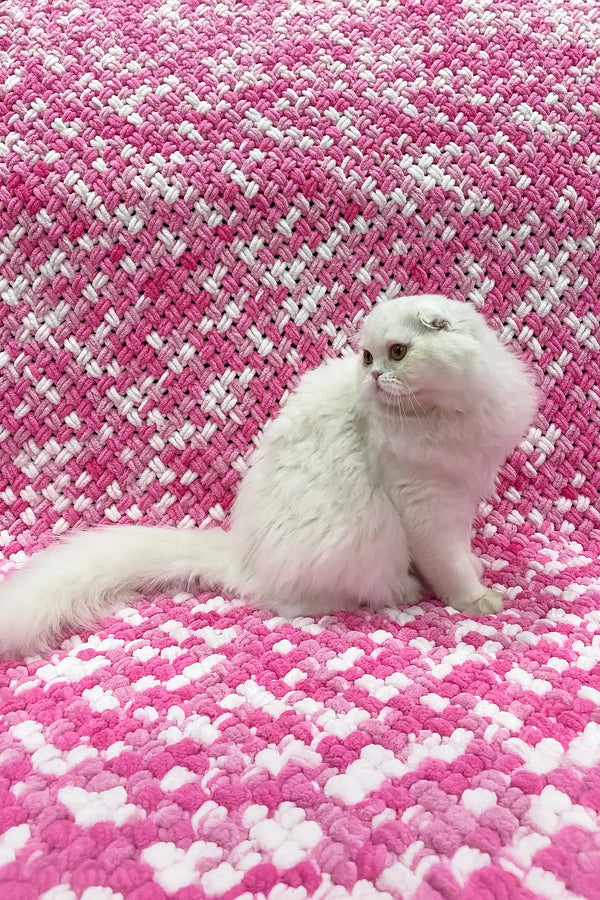 Quistell | scottish fold longhair kitten