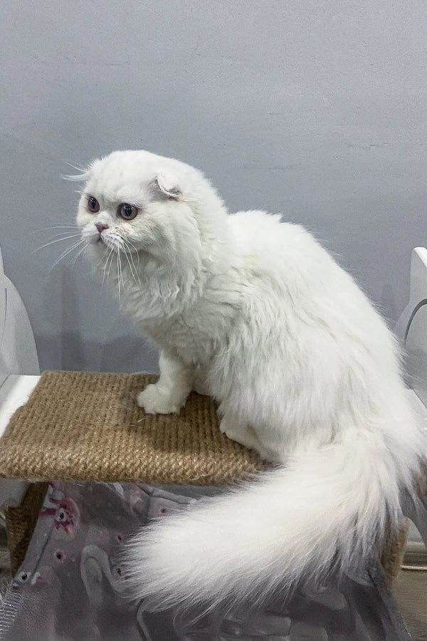 Quistell | scottish fold longhair kitten