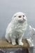 Fluffy white Scottish Fold cat exploring the cute Quistell Longhair Kitten product