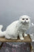 Fluffy white Scottish Fold cat in Quistell Scottish Fold Longhair Kitten product