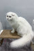 Fluffy white Scottish Fold cat from Quistell’s Scottish Fold Longhair Kitten collection