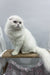 Fluffy white Scottish Fold cat from Quistell Scottish Fold Longhair Kitten collection