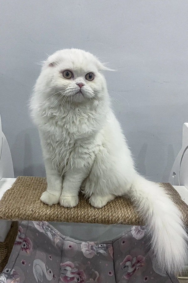 Fluffy white Scottish Fold cat in Quistell Scottish Fold Longhair Kitten product